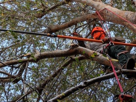 Tree Care